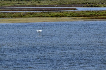 Natural park of the Ebro river delta, in Spain. Flamingos, herons and water birds of various species. Brackish and marshy waters, salt pans for the natural production of salt.