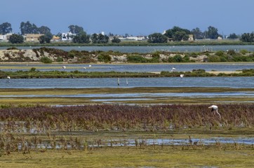 Fototapeta premium Natural park of the Ebro river delta, in Spain. Flamingos, herons and water birds of various species. Brackish and marshy waters, salt pans for the natural production of salt.