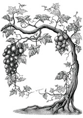 Obraz premium Drzewo winogrono rysunek ręka vintage grawerowanie ilustracja na białym tle