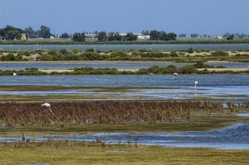 Fototapeta premium Natural park of the Ebro river delta, in Spain. Flamingos, herons and water birds of various species. Brackish and marshy waters, salt pans for the natural production of salt.