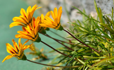 orange flowers on the beach