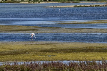 Natural park of the Ebro river delta, in Spain. Flamingos, herons and water birds of various species. Brackish and marshy waters, salt pans for the natural production of salt.