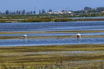 Natural park of the Ebro river delta, in Spain. Flamingos, herons and water birds of various species. Brackish and marshy waters, salt pans for the natural production of salt.
