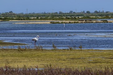 Fototapeta na wymiar Natural park of the Ebro river delta, in Spain. Flamingos, herons and water birds of various species. Brackish and marshy waters, salt pans for the natural production of salt.