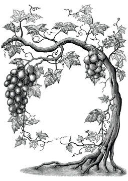 Grape tree hand drawing vintage engraving illustration on white background