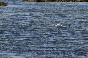 Natural park of the Ebro river delta, in Spain. Flamingos, herons and water birds of various species. Brackish and marshy waters, salt pans for the natural production of salt.
