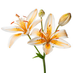 Branch with lily flowers isolated on white background.
