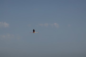Natural park of the Ebro river delta, in Spain. Flamingos, herons and water birds of various species. Brackish and marshy waters, salt pans for the natural production of salt.