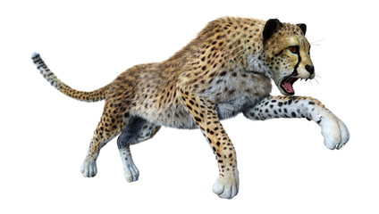 3D Rendering Big Cat Cheetah on White © photosvac