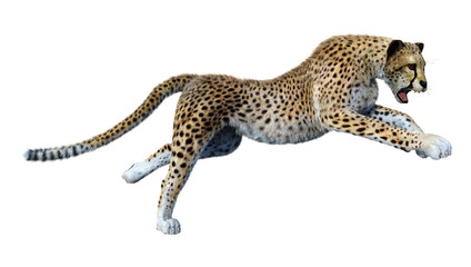 3D Rendering Big Cat Cheetah on White
