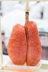   Lungs and Respiratory System for education in Lab.