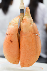   Lungs and Respiratory System for education in Lab.
