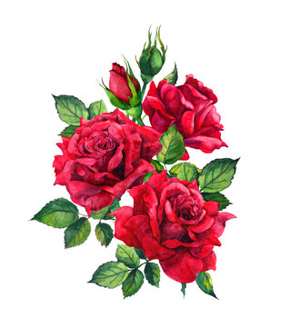 Red roses. Watercolor sketch