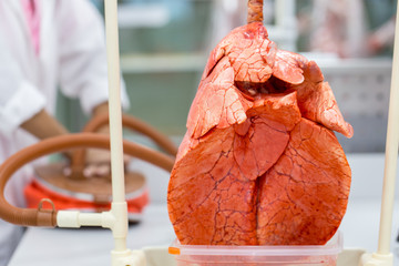   Lungs and Respiratory System for education in Lab.