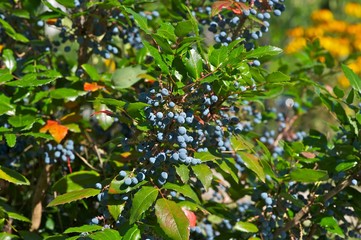 An Oregon grape shrub. Closeup of the dark blue berries surrounded by the pinnate leaves.