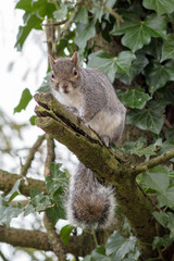 grey squirrel at rest on an ivy covered tree.
