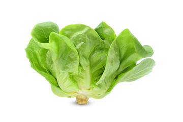 green butter lettuce vegetable or salad isolated on white back ground