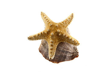 shell isolated on white background