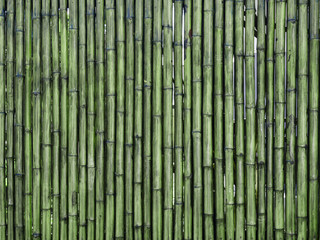 green bamboo texture background