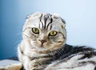 A gray fluffy Scottish lop-eared cat looks at the camera.