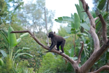 A monkey (Celebes crested macaque) hanging out on a tree. Trees in background.