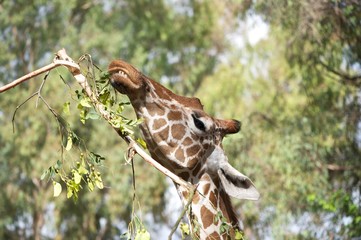 A cute, closeup picture of a giraffe eating leaves from a tree branch.  