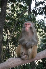 Fototapeta premium Portrait of a monkey in front of jungle
