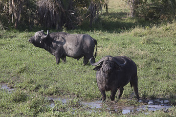 Naklejka na ściany i meble Watter Buffalos drinking Serengeti National Park 9025