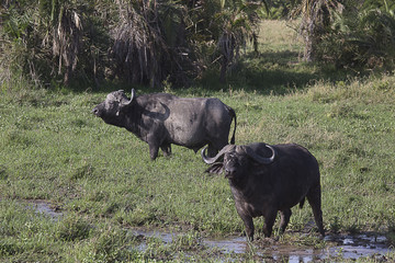 Water Buffalos drinking Tanzania 9022