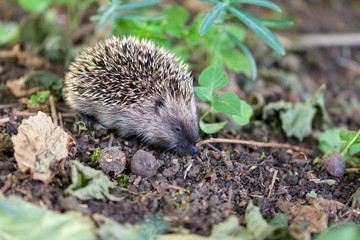 Jeune hérisson découvrant son environnement