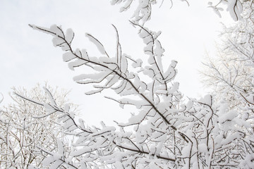 branches in the snow, park in winter, trees in the snow