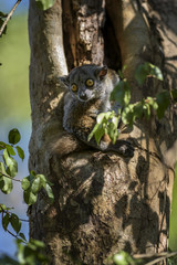 Randrianasolo's sportive lemur - Lepilemur randrianasoloi, dry forest, Tsingy in Madagascar west coast. Nocturnal cute lemur hidden in the tree.