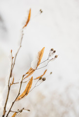 Tilia flowers orange in the snow, in winter