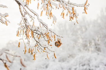 Tilia flowers orange in the snow, in winter