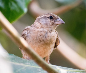 Sparrow between the leaves.
