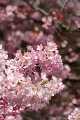 桜（ジンダイアケボノ）