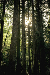 Obraz premium The contoured slopes of the Boseong Green Tea Plantation, South Korea