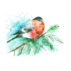 Watercolor bird, bullfinch on a spruce branch. The bird is red. Watercolor card, card, logo. On a white background