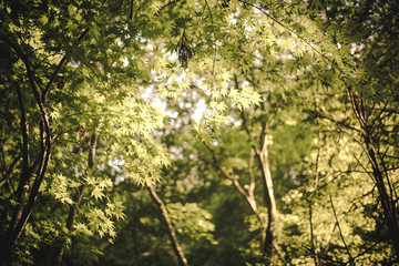 The contoured slopes of the Boseong Green Tea Plantation, South Korea