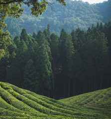 The contoured slopes of the Boseong Green Tea Plantation, South Korea