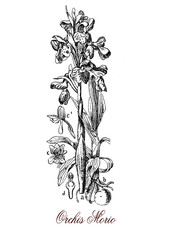 Vintage engraving of Anacamptis or Orchis morio, decorative orchid plant with purple green-striped flowers growing in meadow and limestone rich terrain