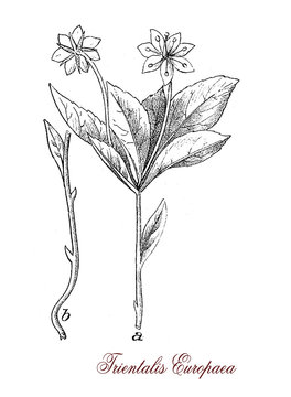 vintage engraving of trientalis europaea,flowering plant of the Primulaceae family with beautiful white flowers.