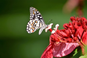 Monarch Butterfly