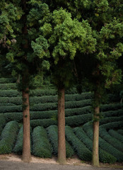 The contoured slopes of the Boseong Green Tea Plantation, South Korea
