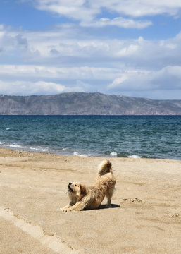 Cane rilassato su una spiaggia