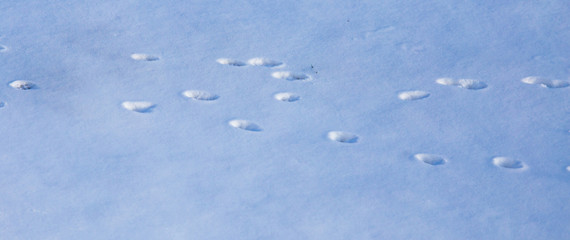 Footprints from the paws of the beast on the snow