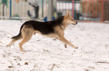 A dog is running on the snow in the winter in the park