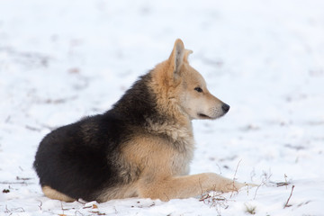 Portrait of dog on snow in winter