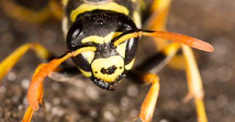 Portrait of a yellow wasp in nature