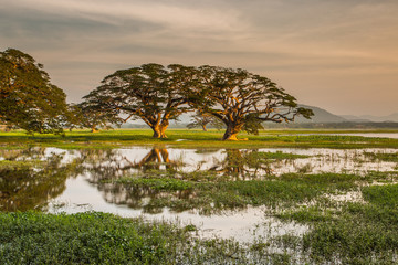 Trees in lake Tissa Wewa, Sri Lanka